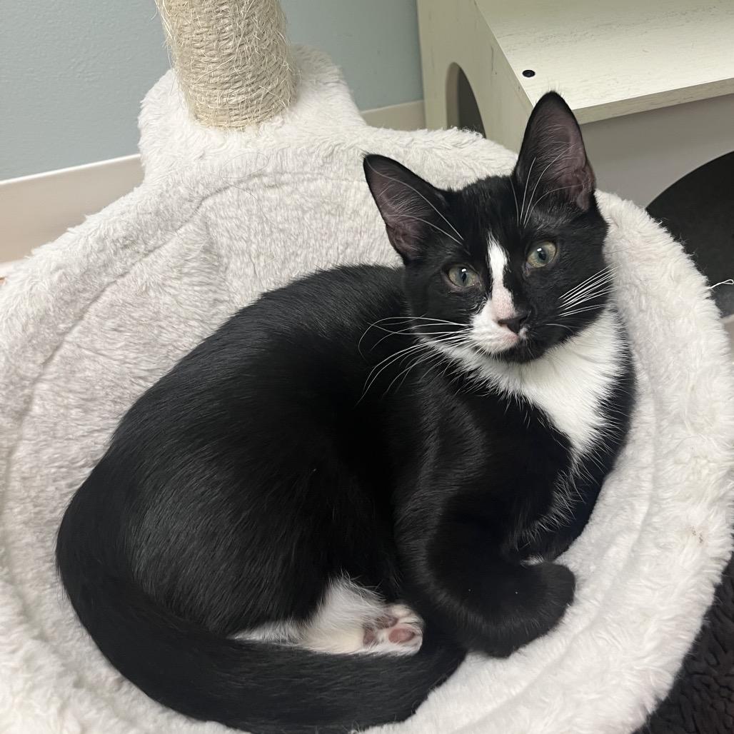 Oliver, Adoptable, Kitten Male Domestic Short Hair.