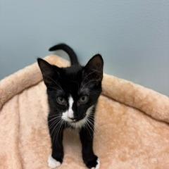 Enlarge Oliver, a Adoptable Domestic Short Hair in Greensboro, GA image 2/2