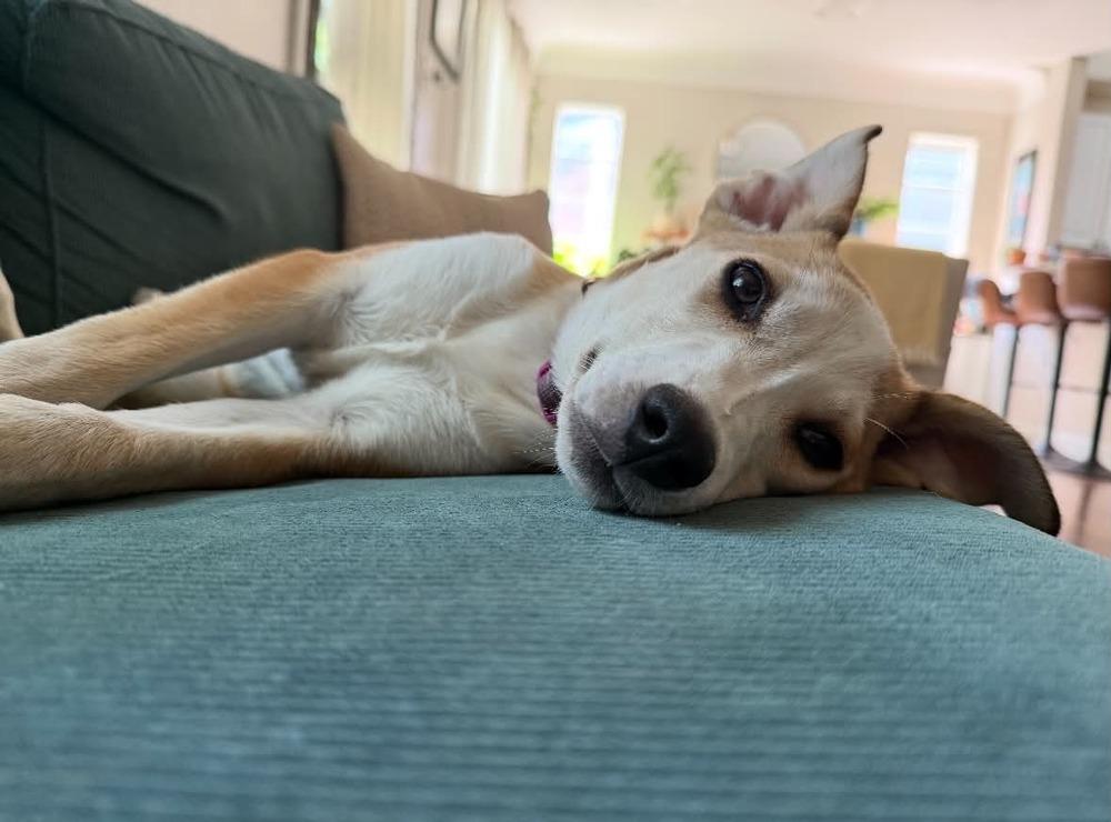 Enlarge Sadie, a Adoptable mixed breed in Boulder, CO image 1/6