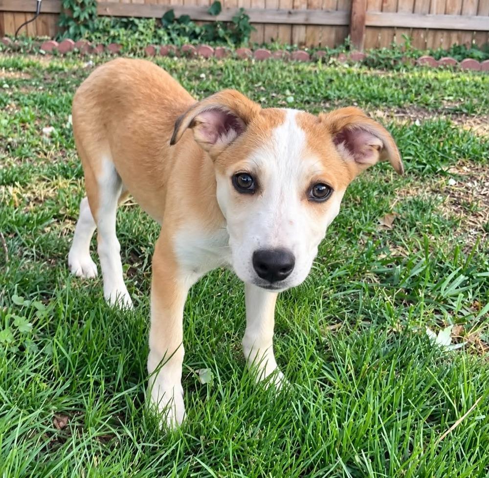 Enlarge Sadie, a Adoptable mixed breed in Boulder, CO image 2/6