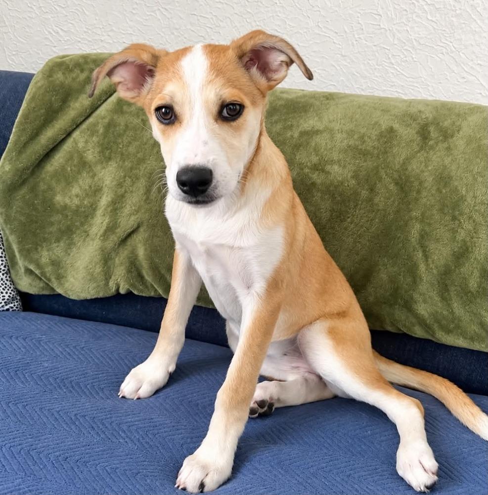 Enlarge Sadie, a Adoptable mixed breed in Boulder, CO image 3/6