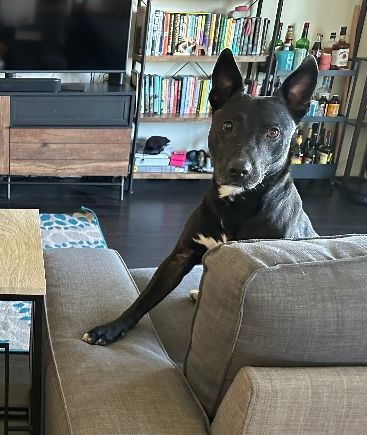 Tammy, a Adoptable mixed breed in Marina Del Rey, CA image 5/6