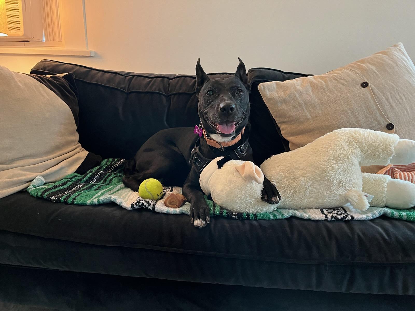 Tammy, Adoptable, Adult Female Black Labrador Retriever & American Staffordshire Terrier.