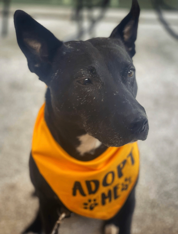 Tammy, a Adoptable mixed breed in Marina Del Rey, CA image 6/6