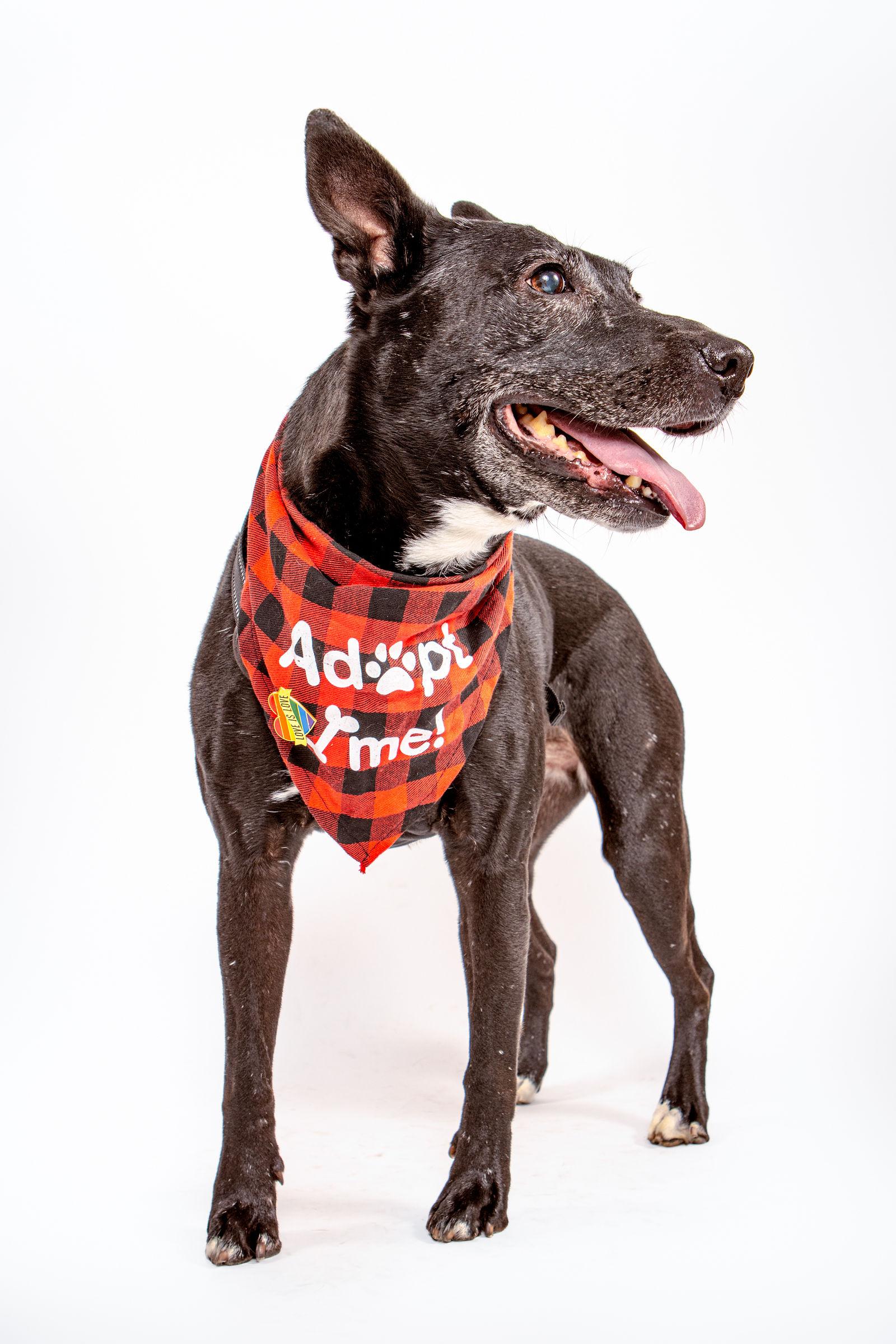 Tammy, Adoptable, Adult Female Black Labrador Retriever & American Staffordshire Terrier.