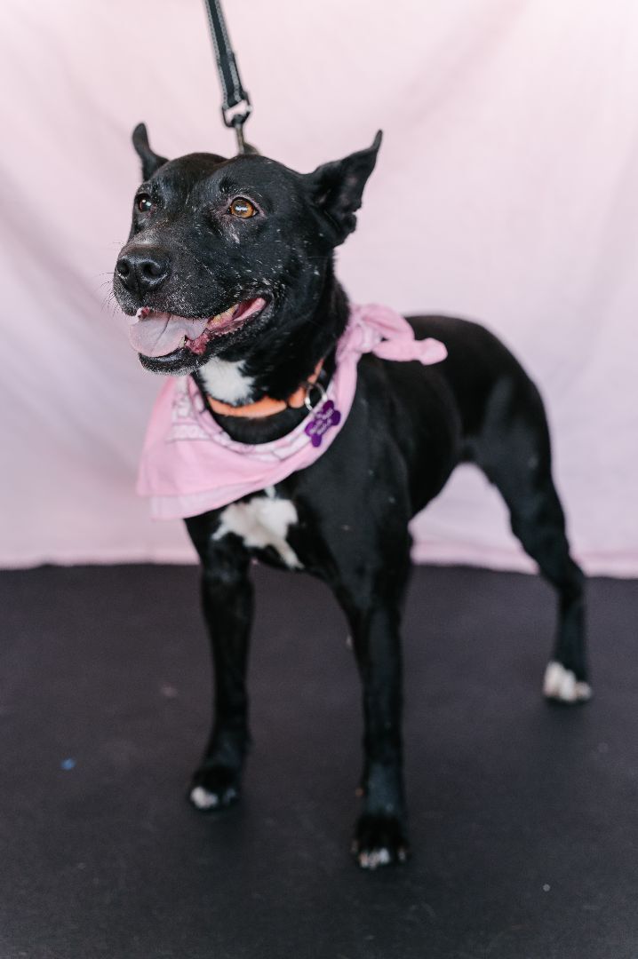 Tammy, a Adoptable mixed breed in Marina Del Rey, CA image 4/6