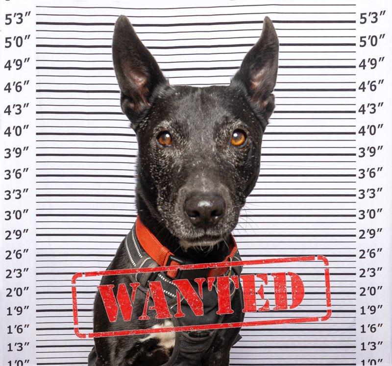 Tammy, a Adoptable mixed breed in Marina Del Rey, CA image 3/6