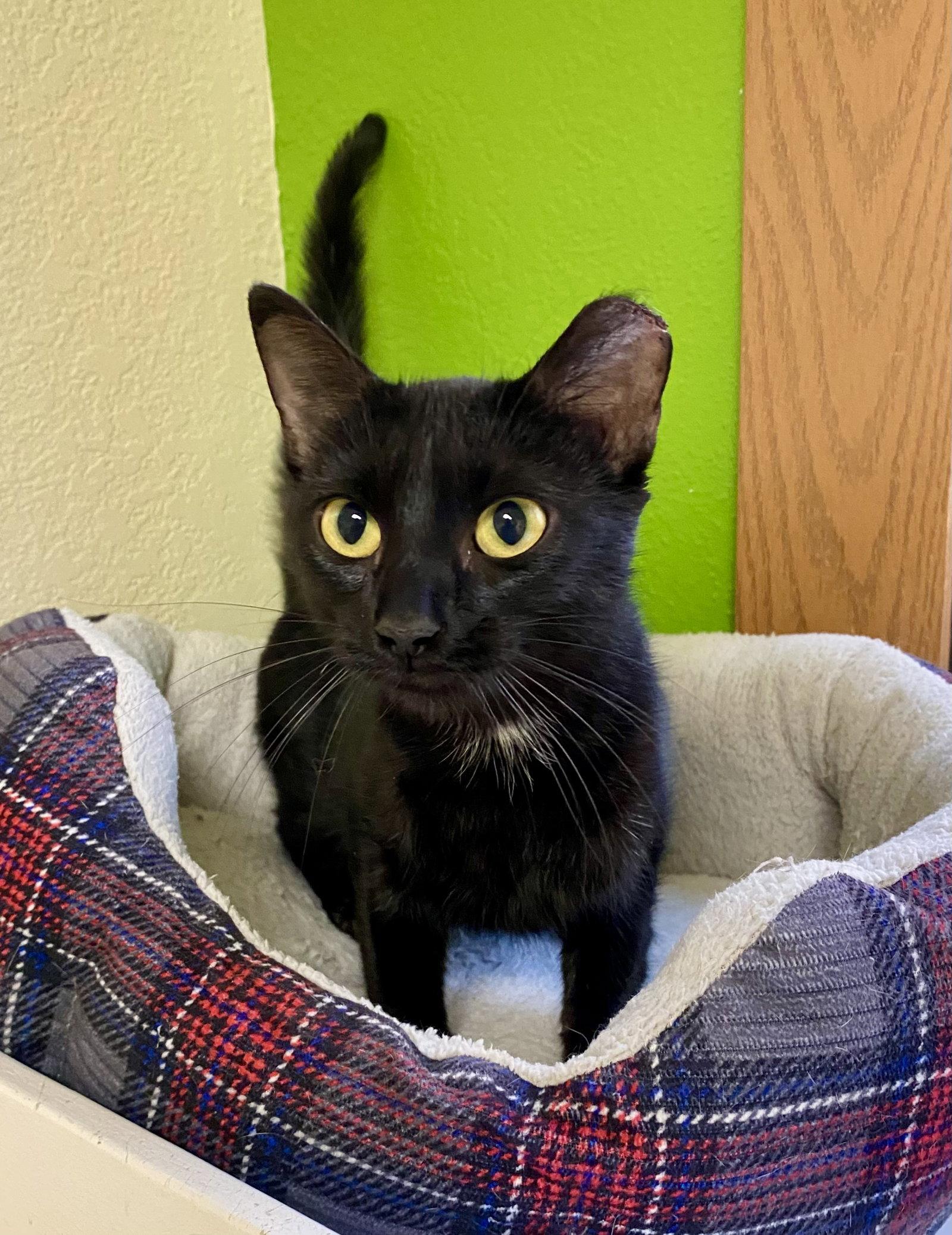 Moon, Adoptable, Adult Female Domestic Short Hair.