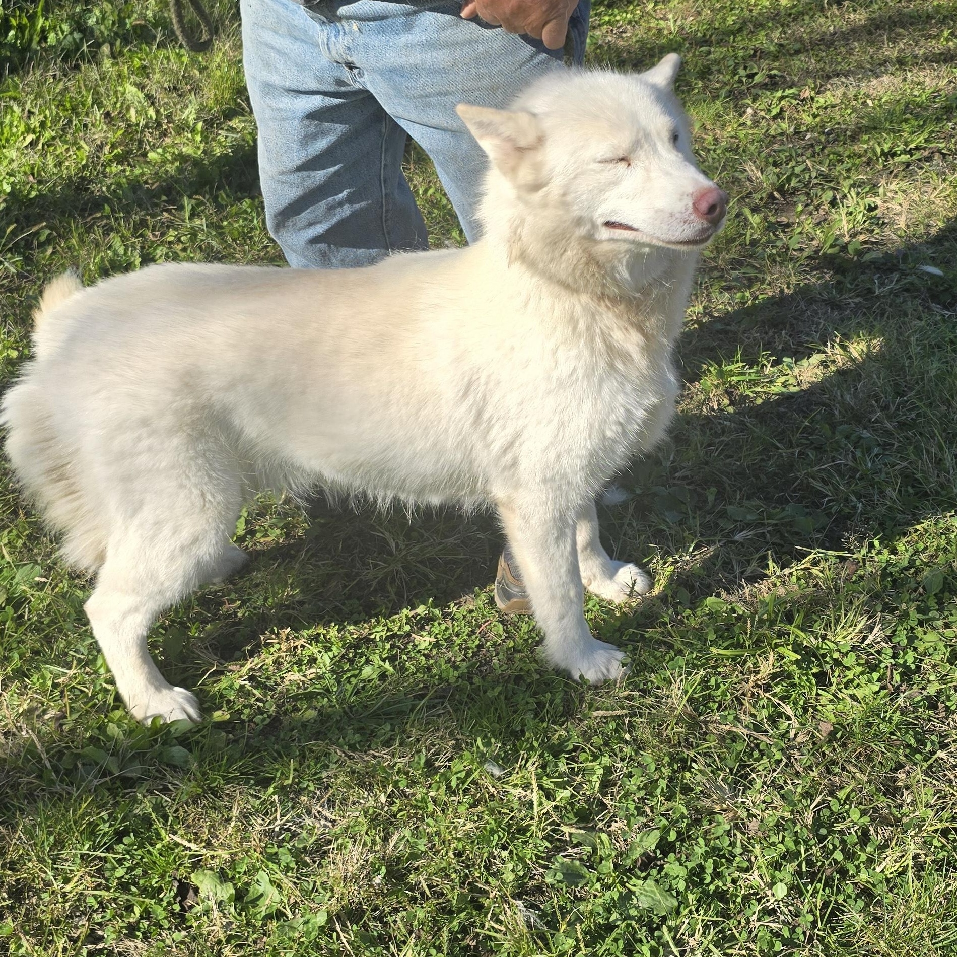 Enlarge Glacier, a Adoptable Siberian Husky in Zaleski, OH image 2/2