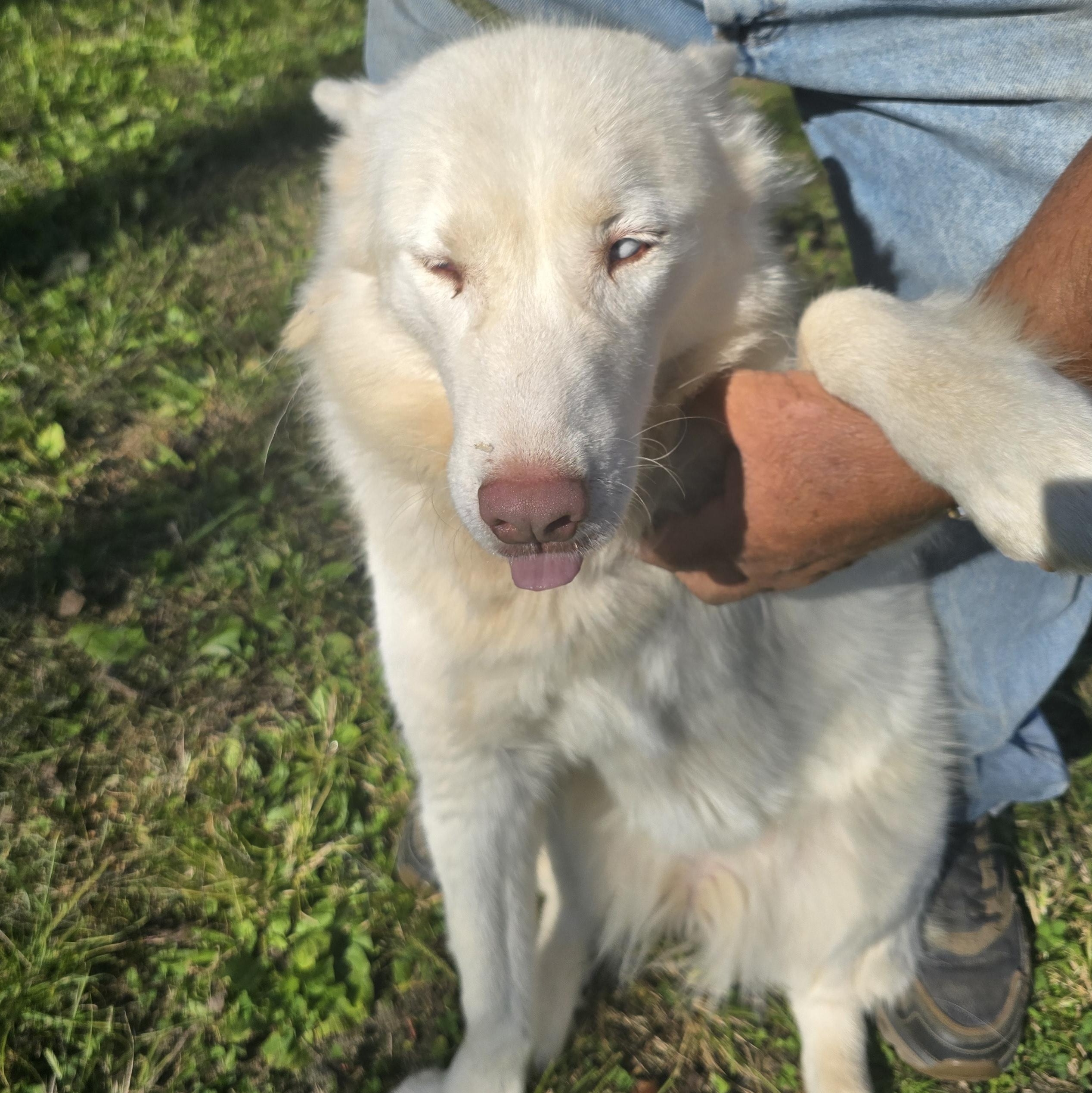 Enlarge Glacier, a Adoptable Siberian Husky in Zaleski, OH image 1/2