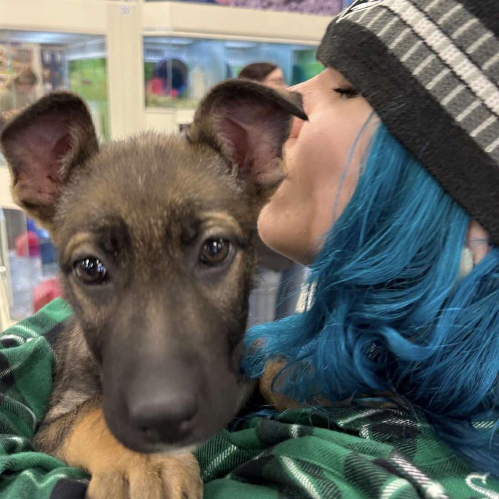 Enlarge Hannah, a Adoptable Shepherd in Los Angeles, CA image 1/1