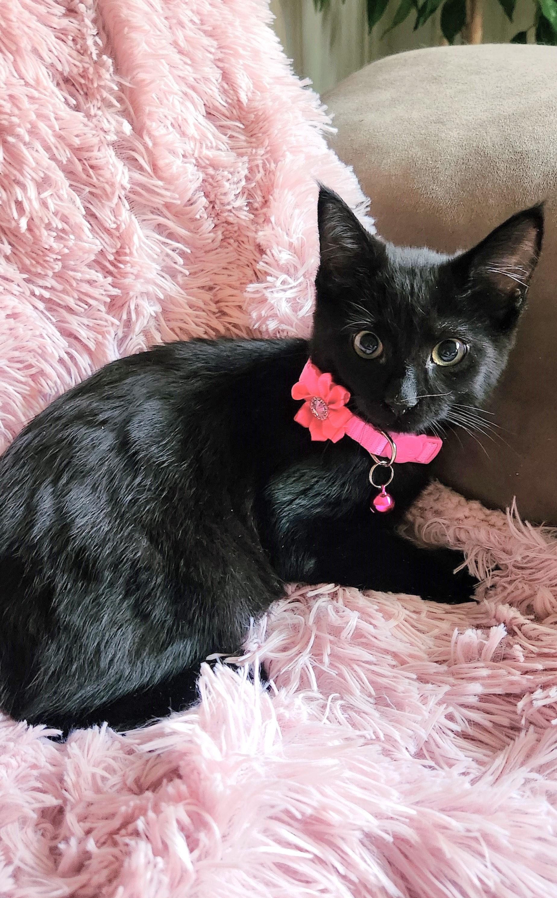 Delilah, ADOPTABLE, Kitten Female Domestic Short Hair.