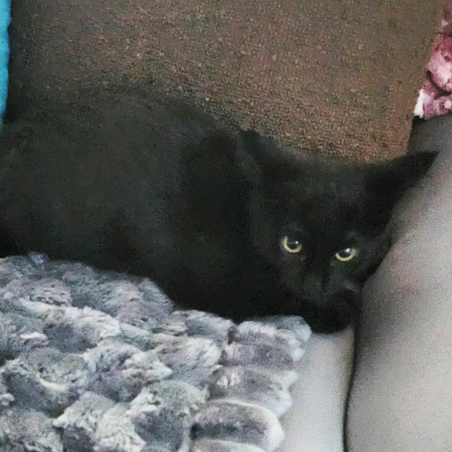 Delilah, a ADOPTABLE Domestic Short Hair in Lombard, IL image 6/6