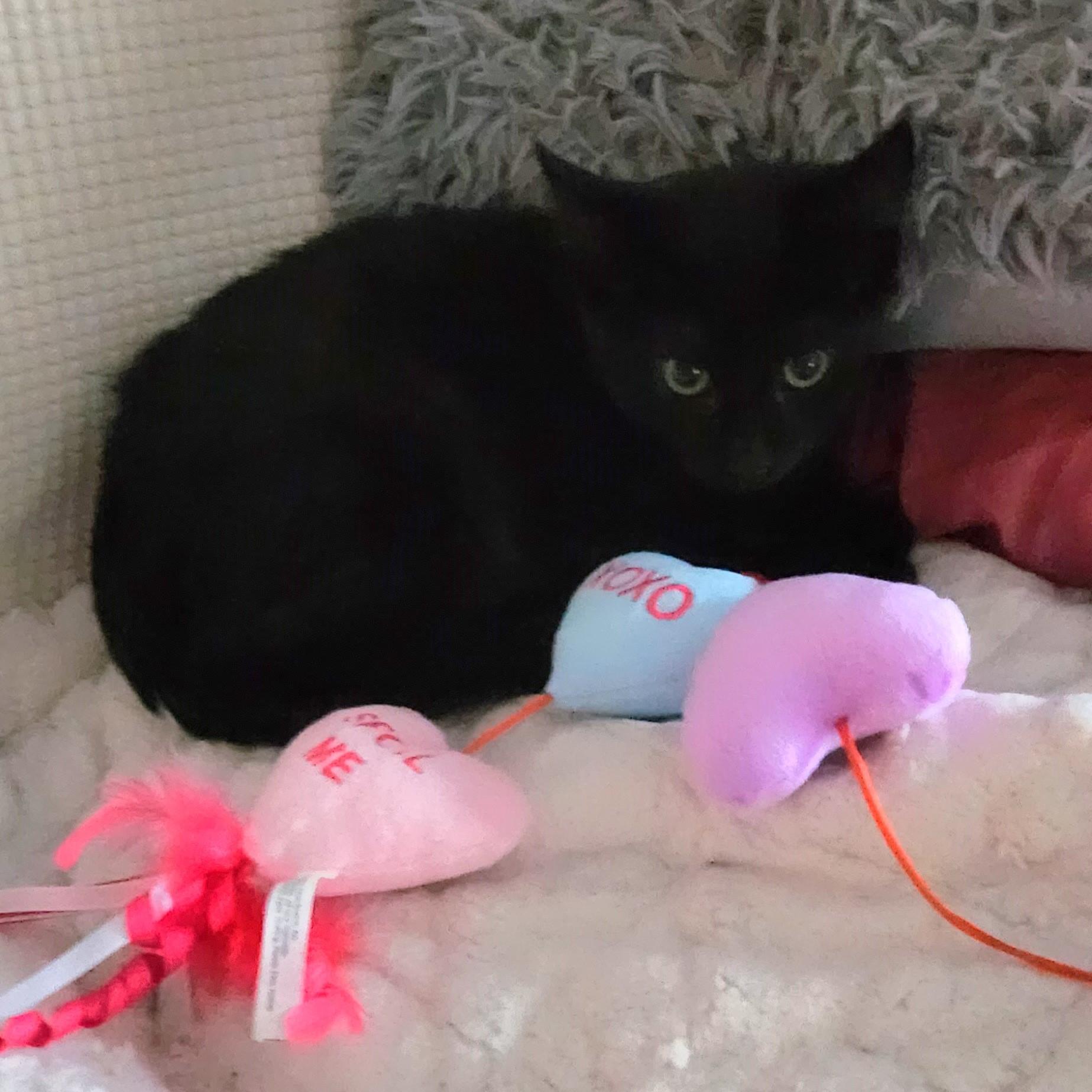 Delilah, a ADOPTABLE Domestic Short Hair in Lombard, IL image 2/6