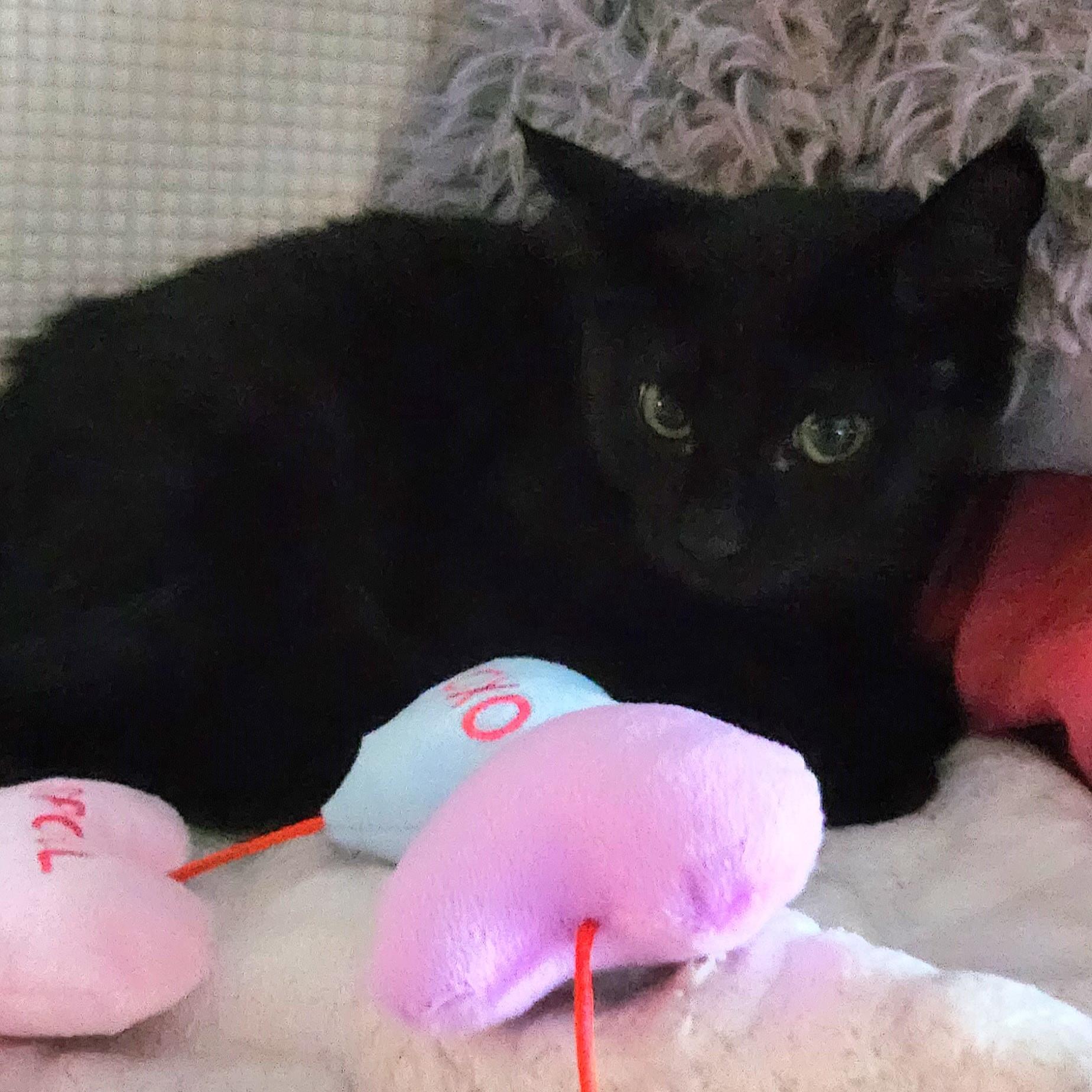Delilah, a ADOPTABLE Domestic Short Hair in Lombard, IL image 3/6