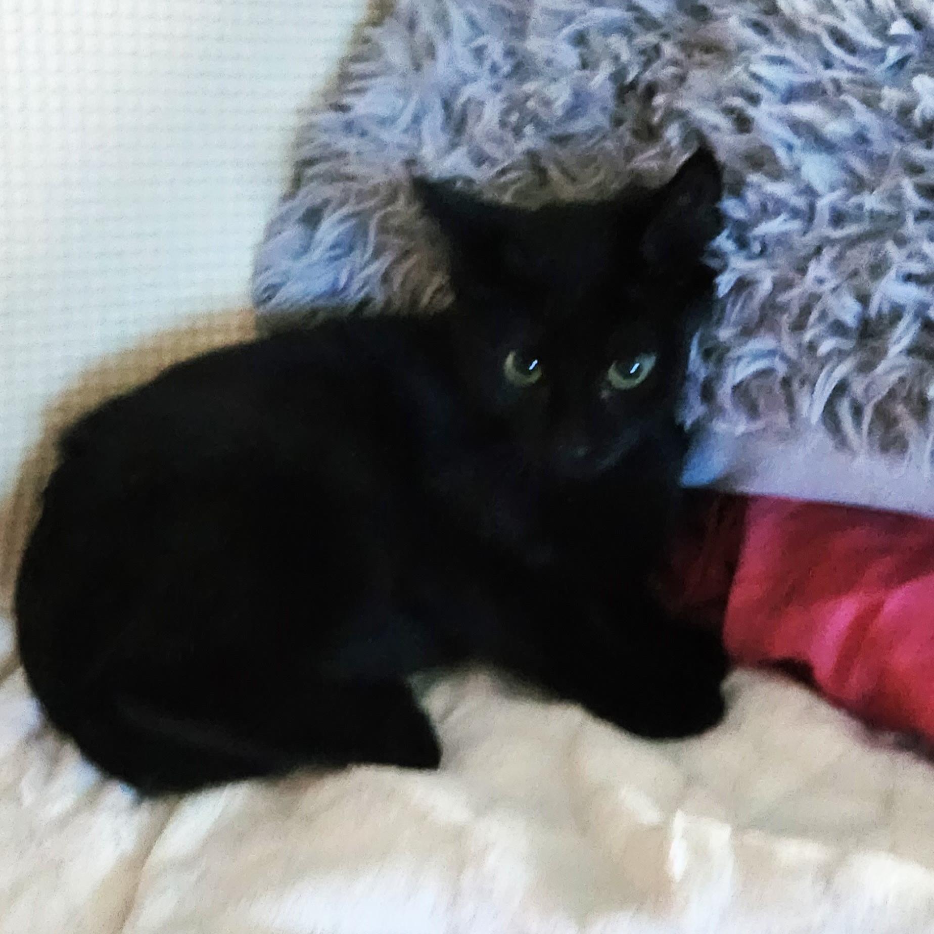 Delilah, a ADOPTABLE Domestic Short Hair in Lombard, IL image 5/6