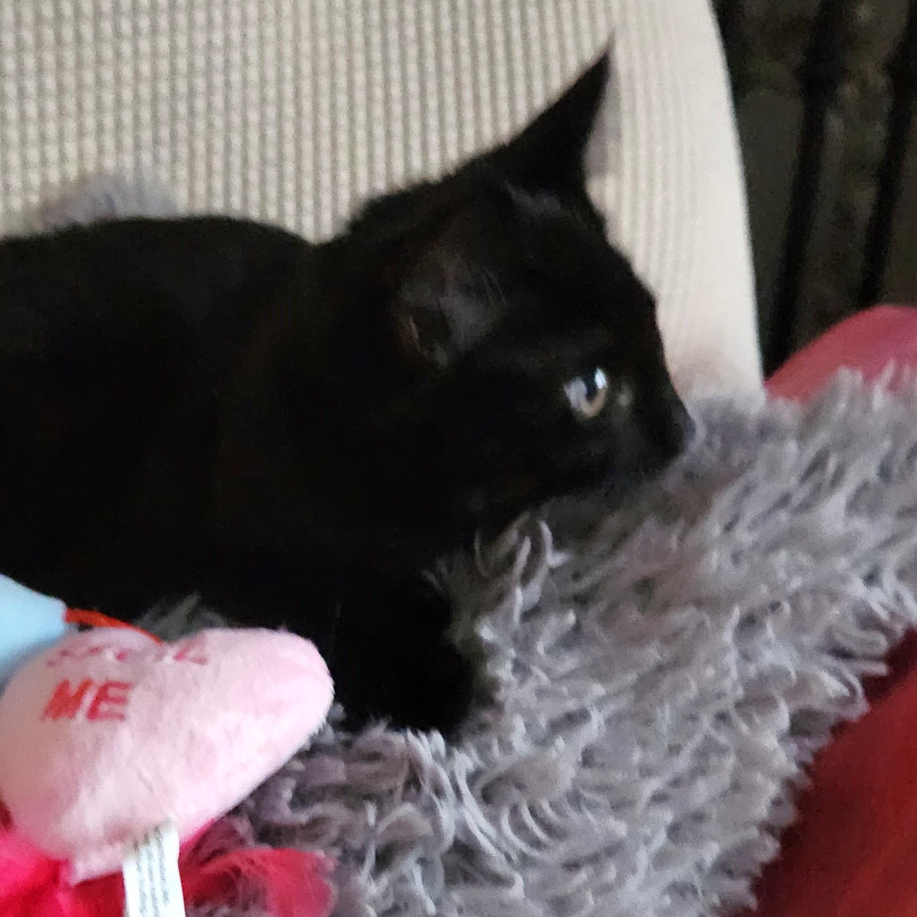 Delilah, a ADOPTABLE Domestic Short Hair in Lombard, IL image 4/6