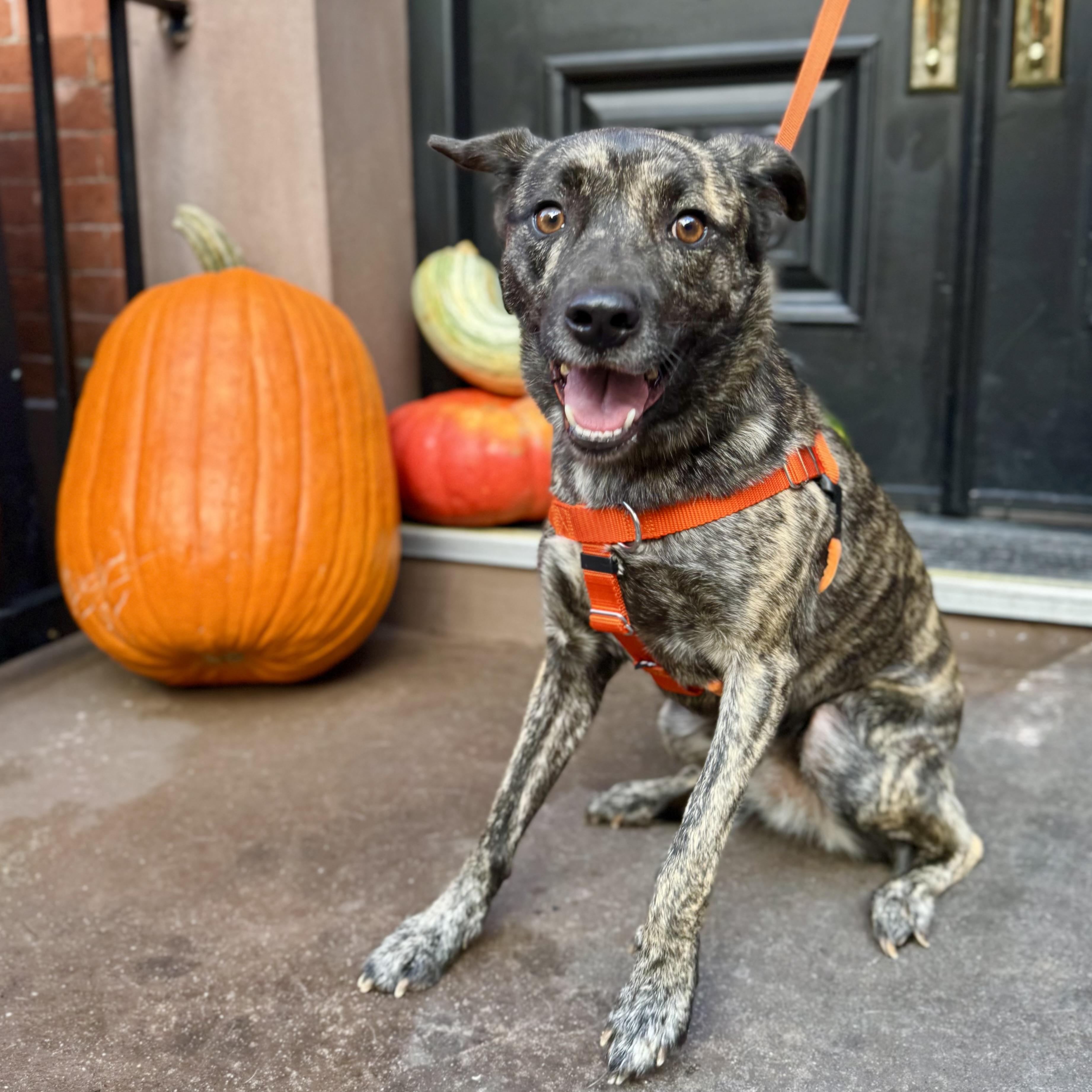 Firestarter thumbnail 3