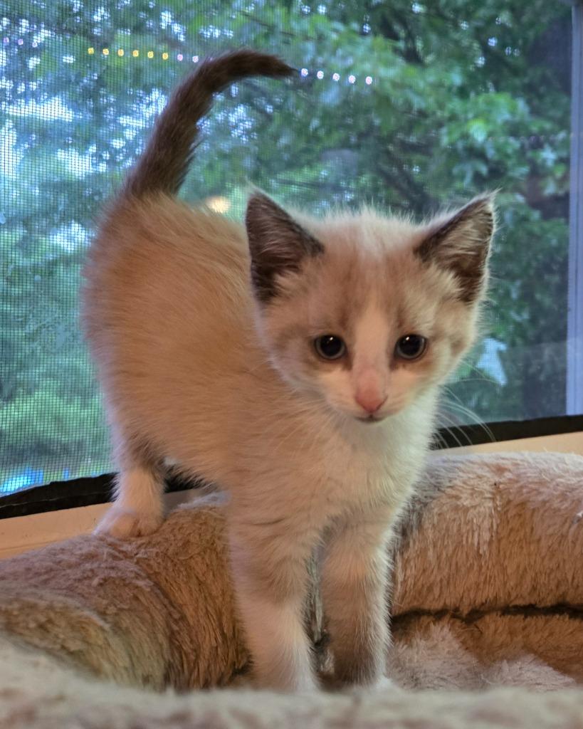 Enlarge Sandy Cheeks, a Adoptable mixed breed in Brainardsville, NY image 1/1