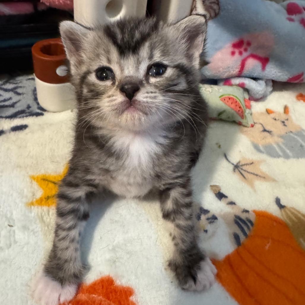 Lyra, Adoptable, Kitten Female Domestic Short Hair.