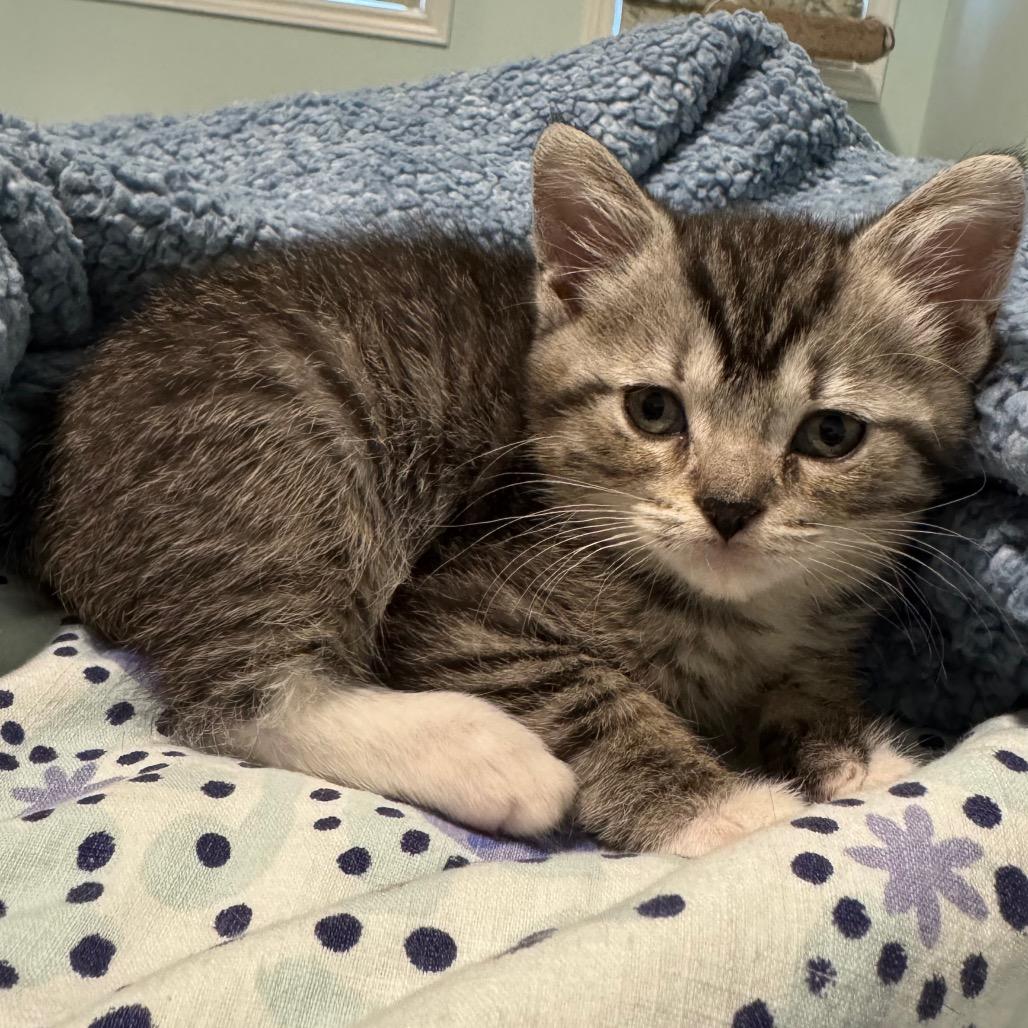 Enlarge Lyra, a Adoptable Domestic Short Hair in Puslinch, ON image 2/6