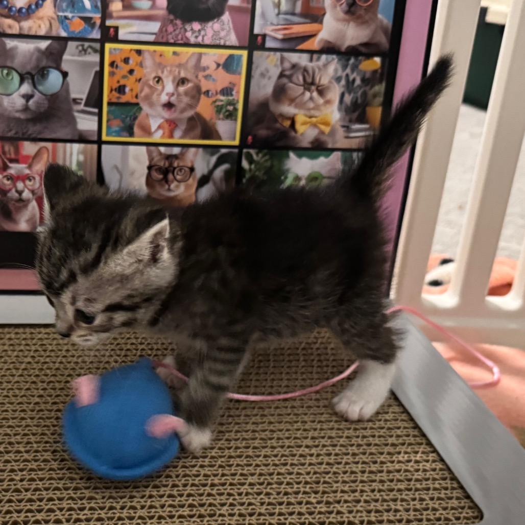 Enlarge Lyra, a Adoptable Domestic Short Hair in Puslinch, ON image 3/6