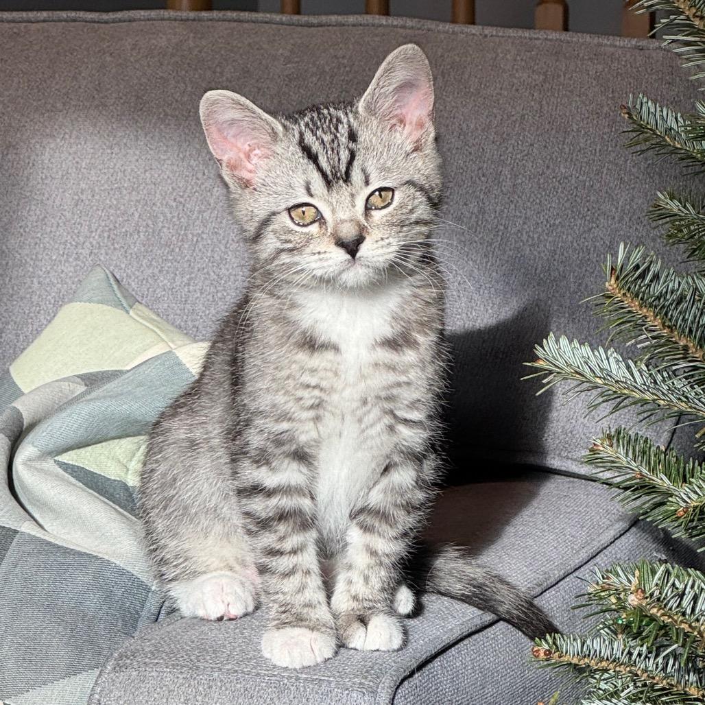 Enlarge Lyra, a Adoptable Domestic Short Hair in Puslinch, ON image 4/6