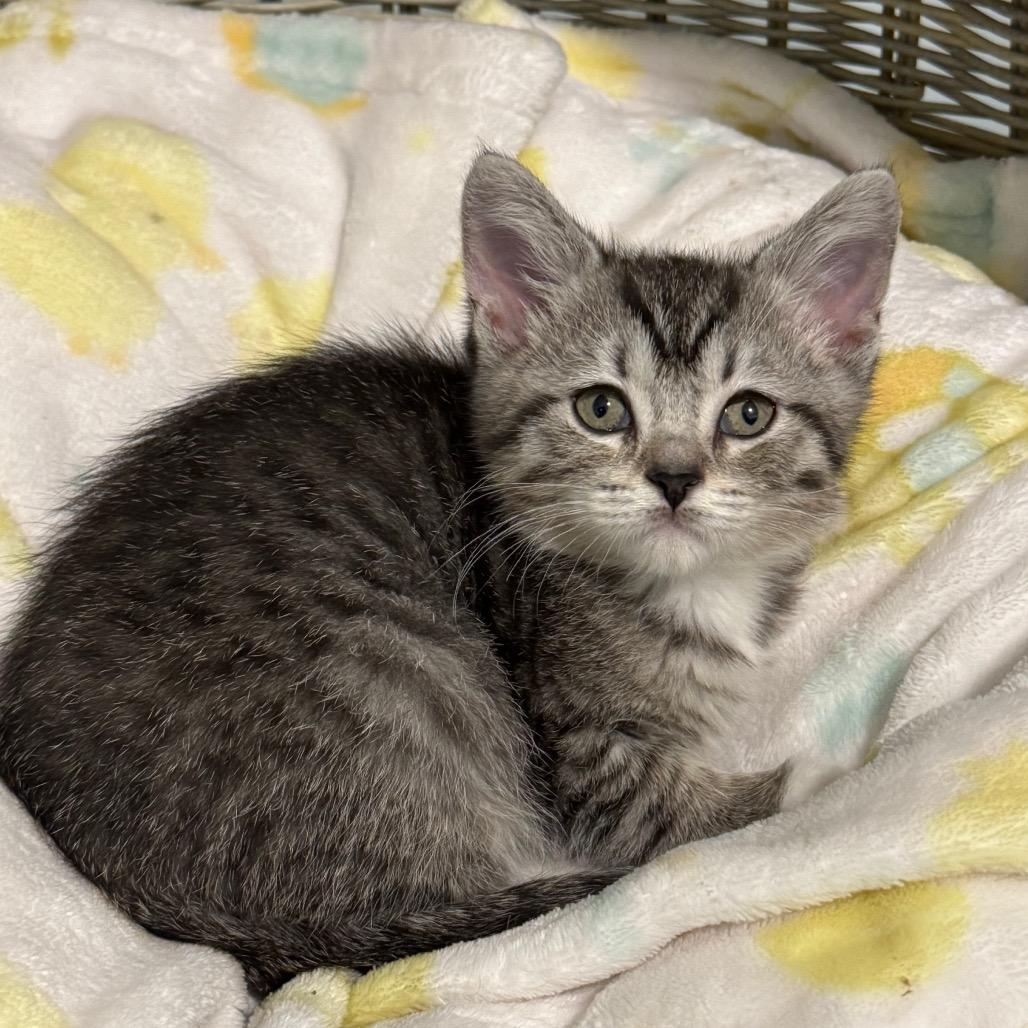 Enlarge Lyra, a Adoptable Domestic Short Hair in Puslinch, ON image 5/6