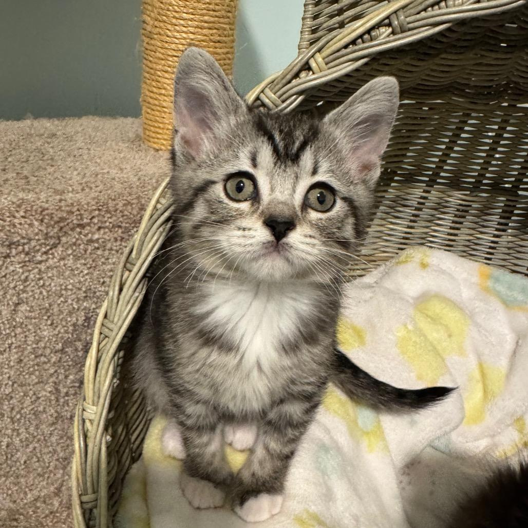 Enlarge Lyra, a Adoptable Domestic Short Hair in Puslinch, ON image 6/6