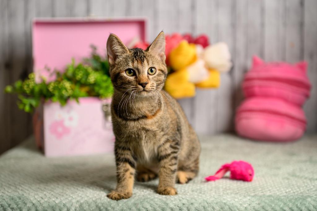 Enlarge Kinley, a Adoptable mixed breed in Roanoke, TX image 1/3