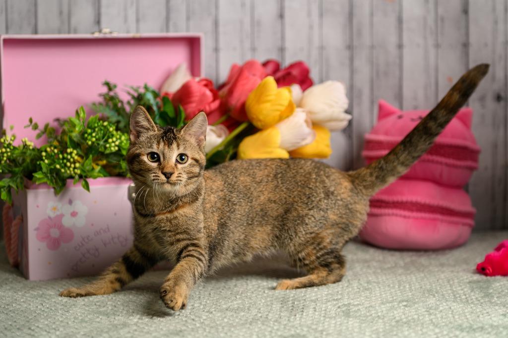 Enlarge Kinley, a Adoptable mixed breed in Roanoke, TX image 2/3