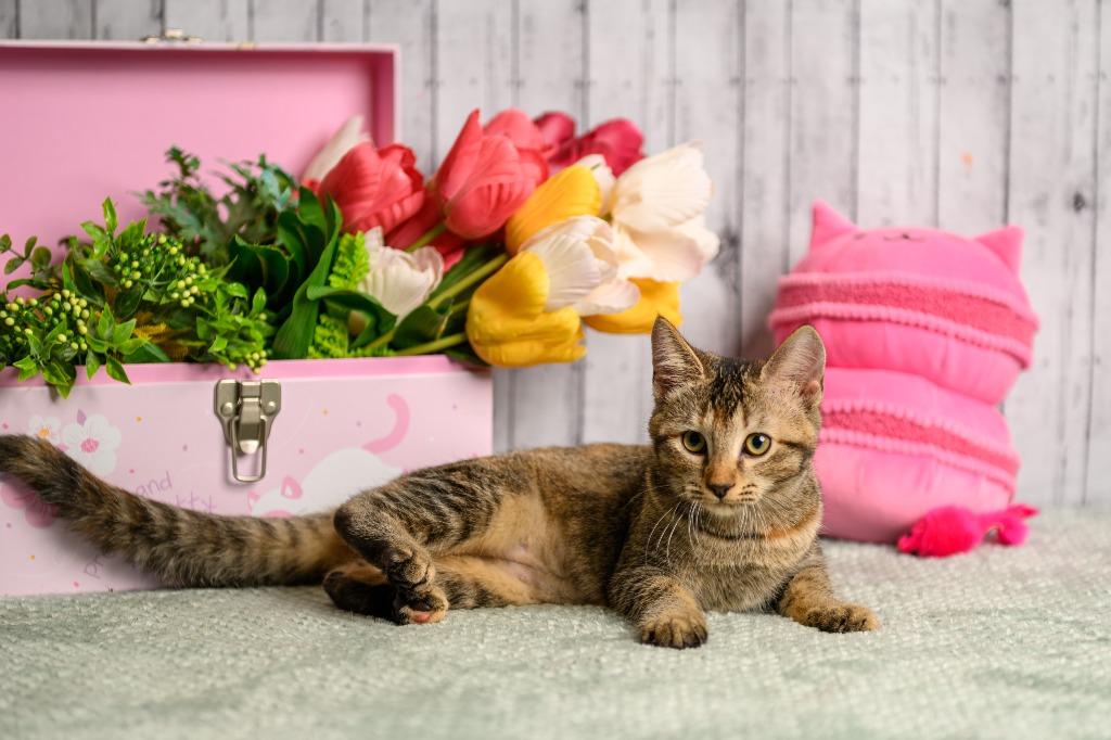 Enlarge Kinley, a Adoptable mixed breed in Roanoke, TX image 3/3