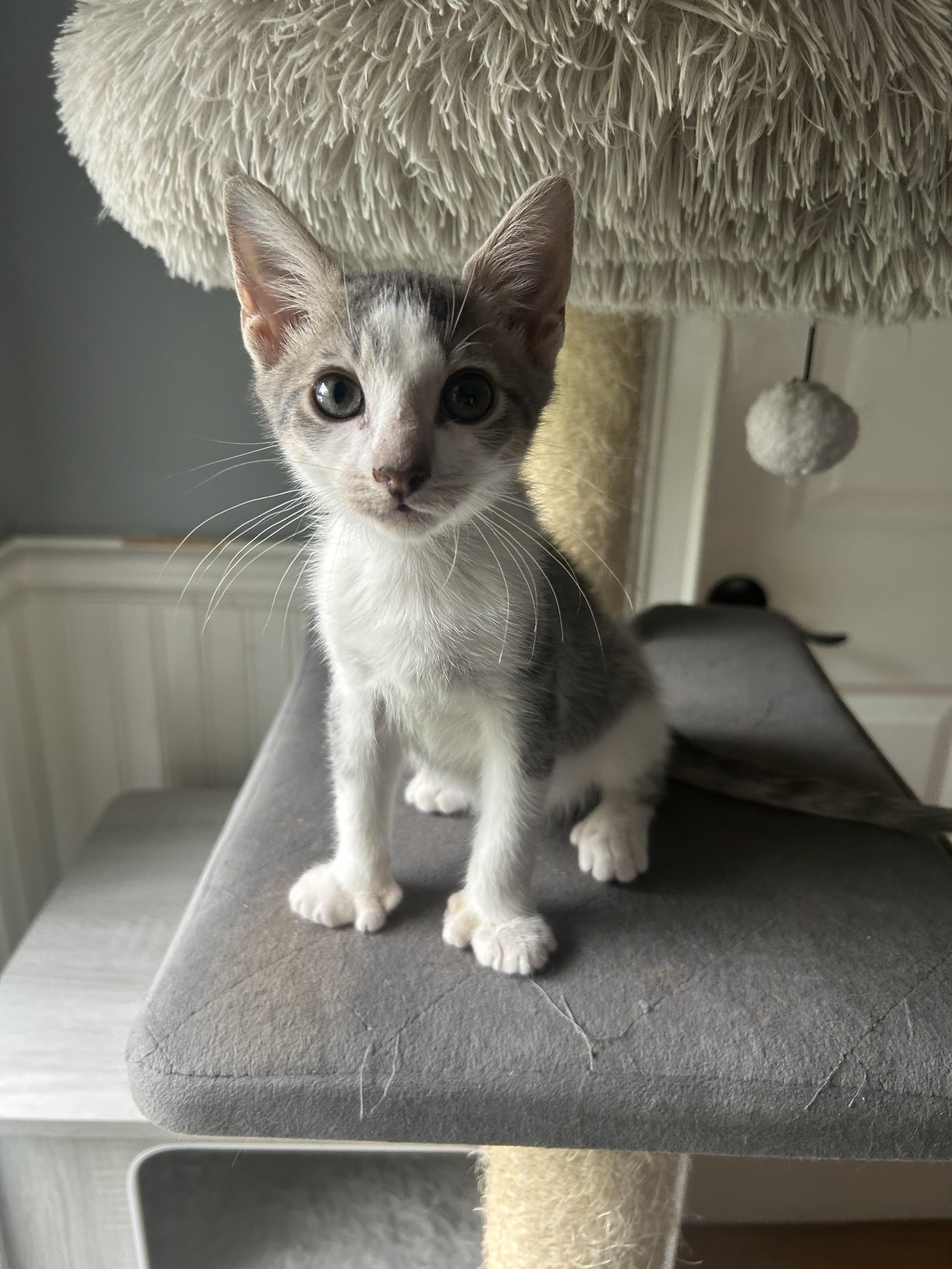 Enlarge Bill, a Adopted Extra-Toes Cat / Hemingway Polydactyl in Mount Pleasant, SC image 1/2