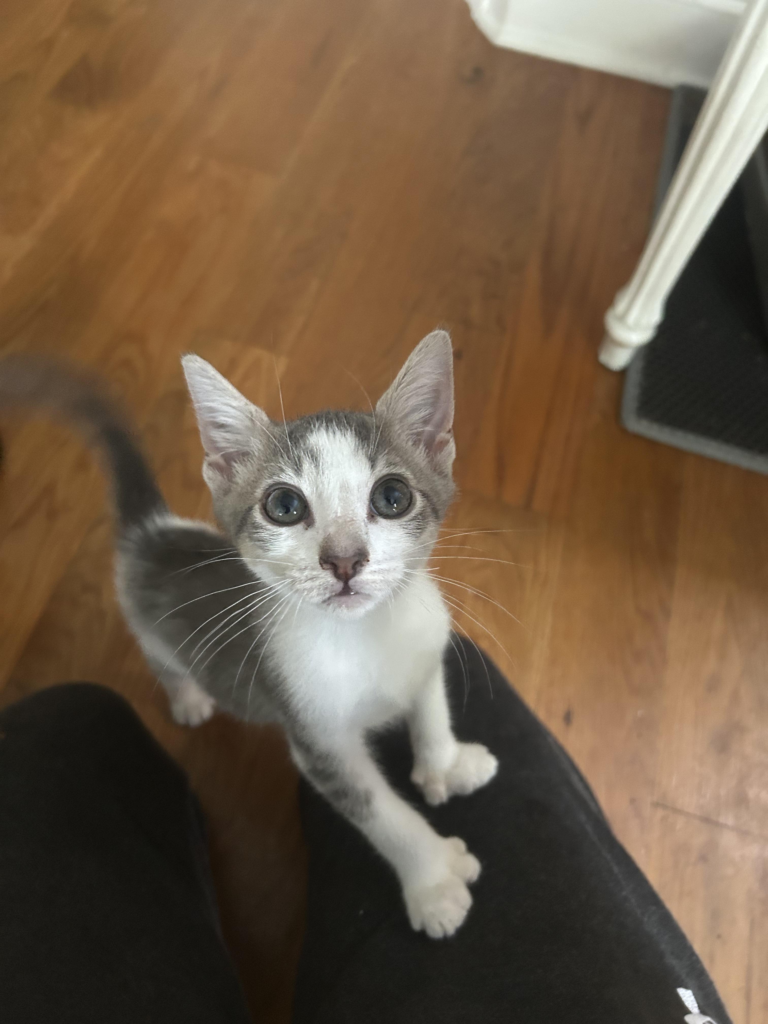 Enlarge Bill, a Adopted Extra-Toes Cat / Hemingway Polydactyl in Mount Pleasant, SC image 2/2