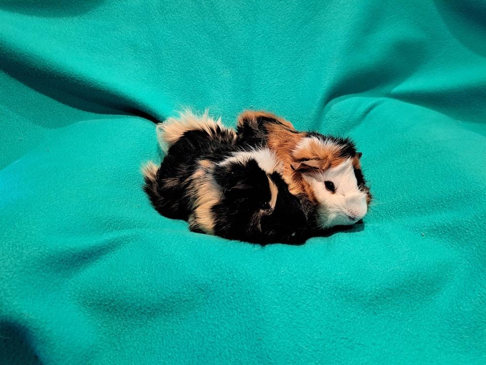 Frasier And Niles, Adoptable, Baby Male Guinea Pig & Guinea Pig.