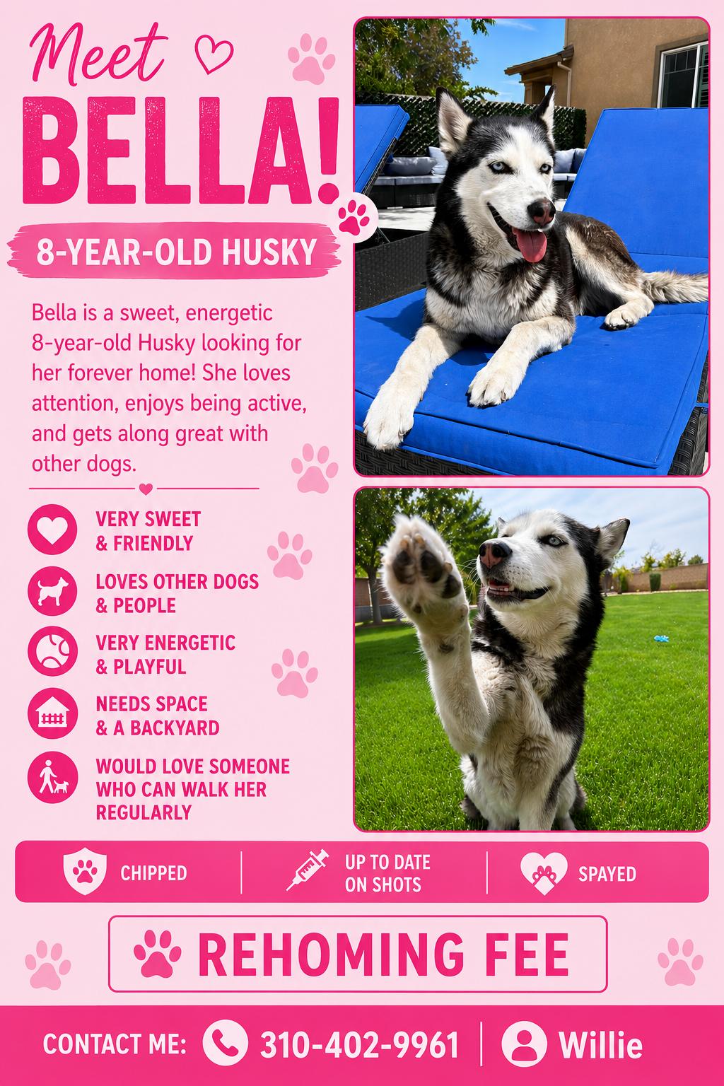 Enlarge Bella - Courtesy Post, a Adoptable Husky in Los Angeles, CA image 1/1