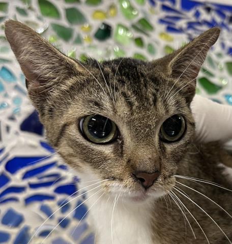 Enlarge SNOOKUMS, a Adoptable Domestic Short Hair in Pensacola, FL image 1/1