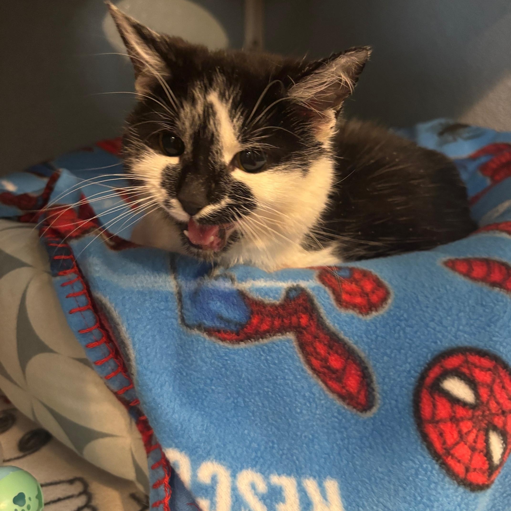 Enlarge Tuna Turner, a Adoptable Domestic Short Hair in Renfrew, PA image 2/4