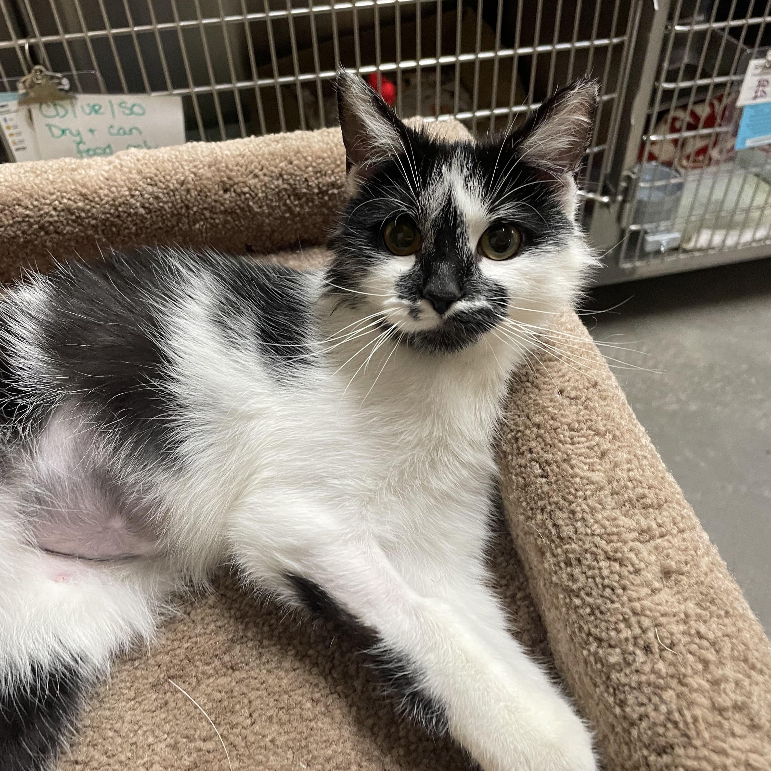 Enlarge Tuna Turner, a Adoptable Domestic Short Hair in Renfrew, PA image 3/4