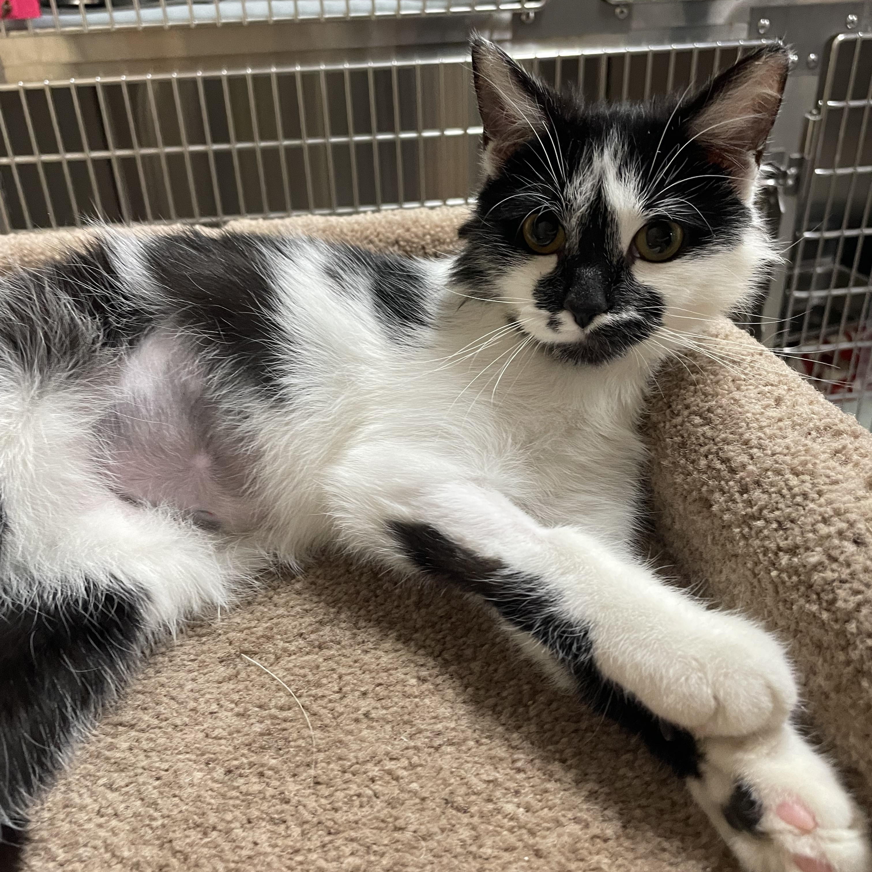 Enlarge Tuna Turner, a Adoptable Domestic Short Hair in Renfrew, PA image 1/4