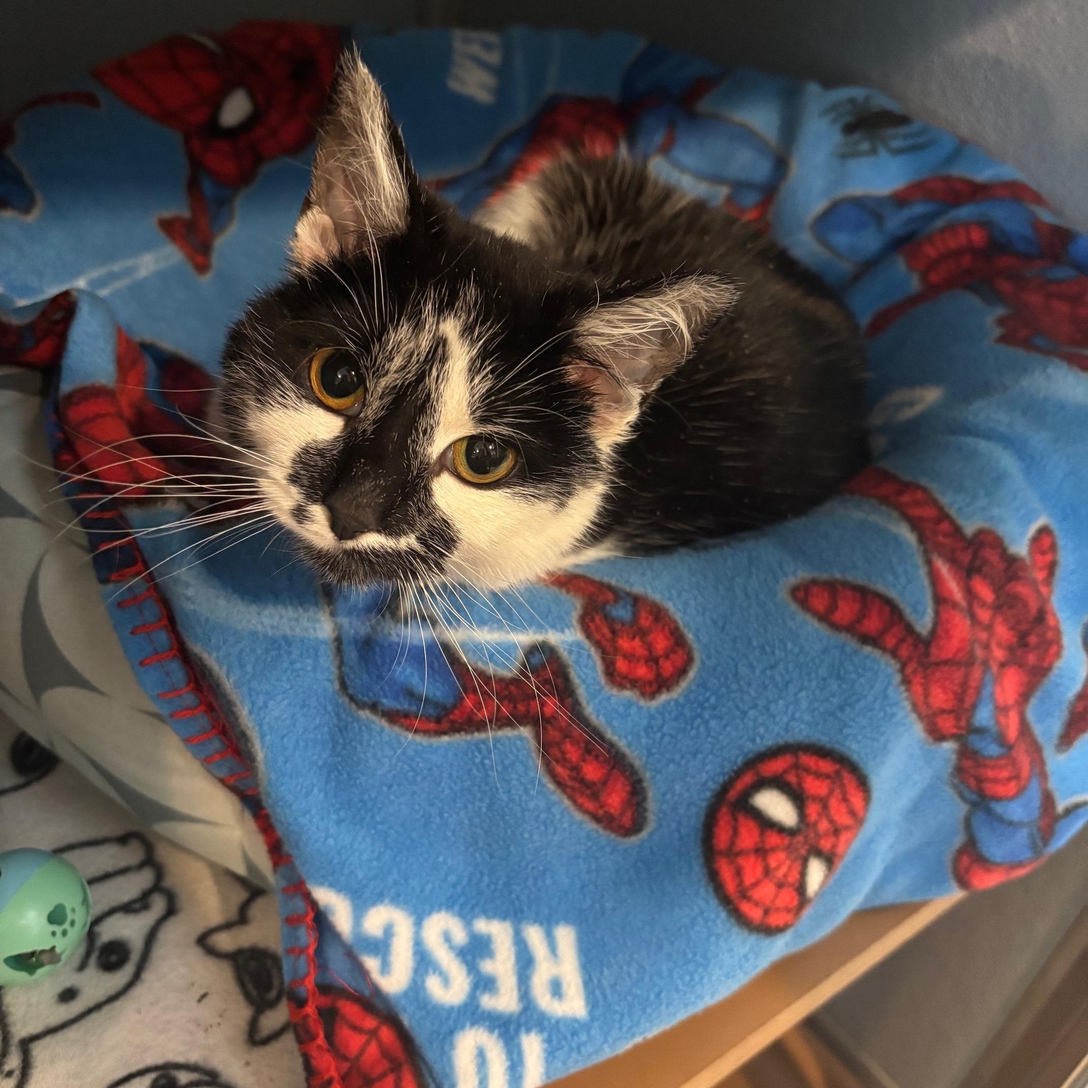 Enlarge Tuna Turner, a Adoptable Domestic Short Hair in Renfrew, PA image 4/4