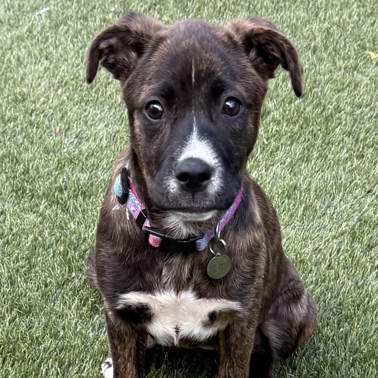 Laverne , a ADOPTABLE mixed breed in Hatfield, PA image 2/4