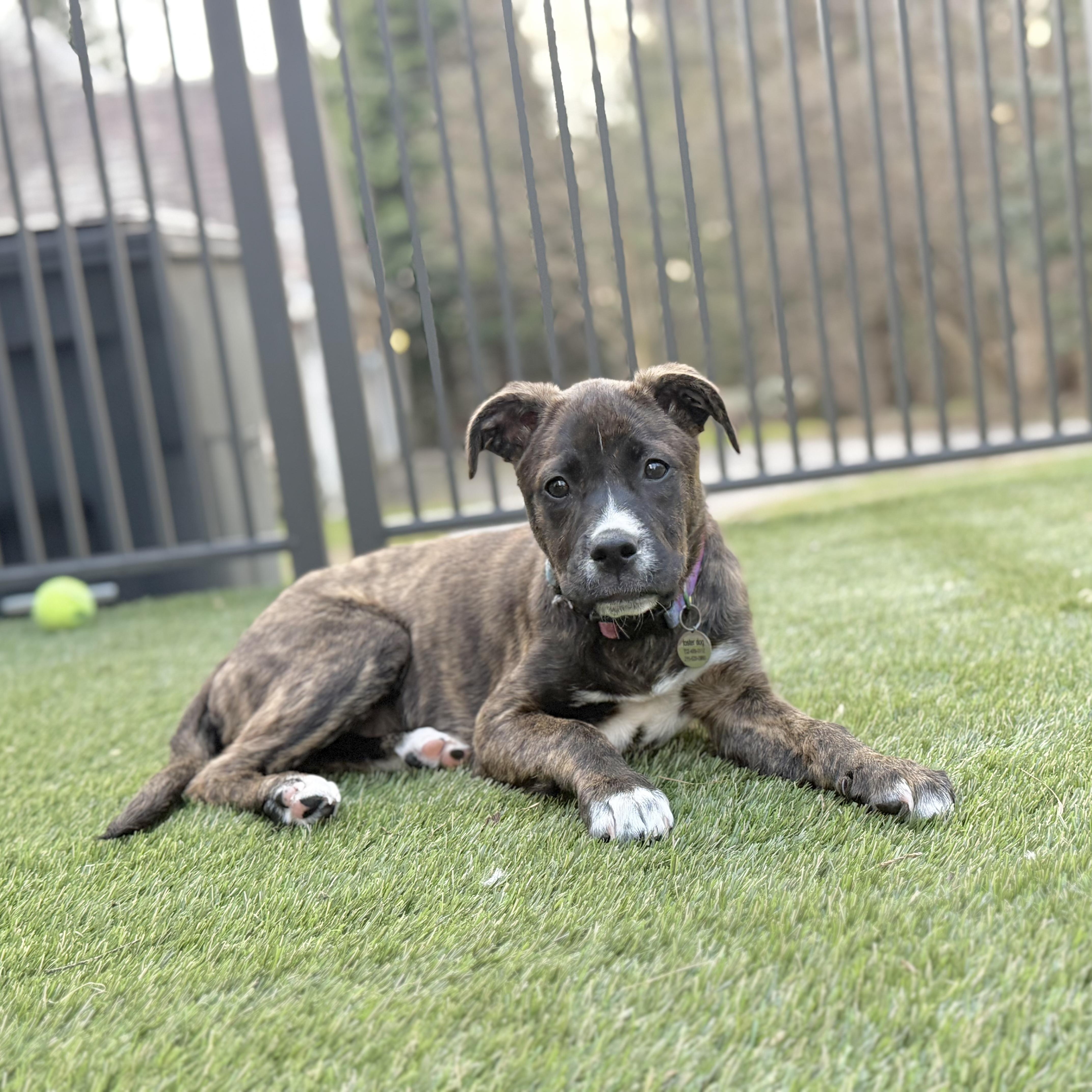 Laverne , ADOPTABLE, Puppy Female Plott Hound & Boxer.