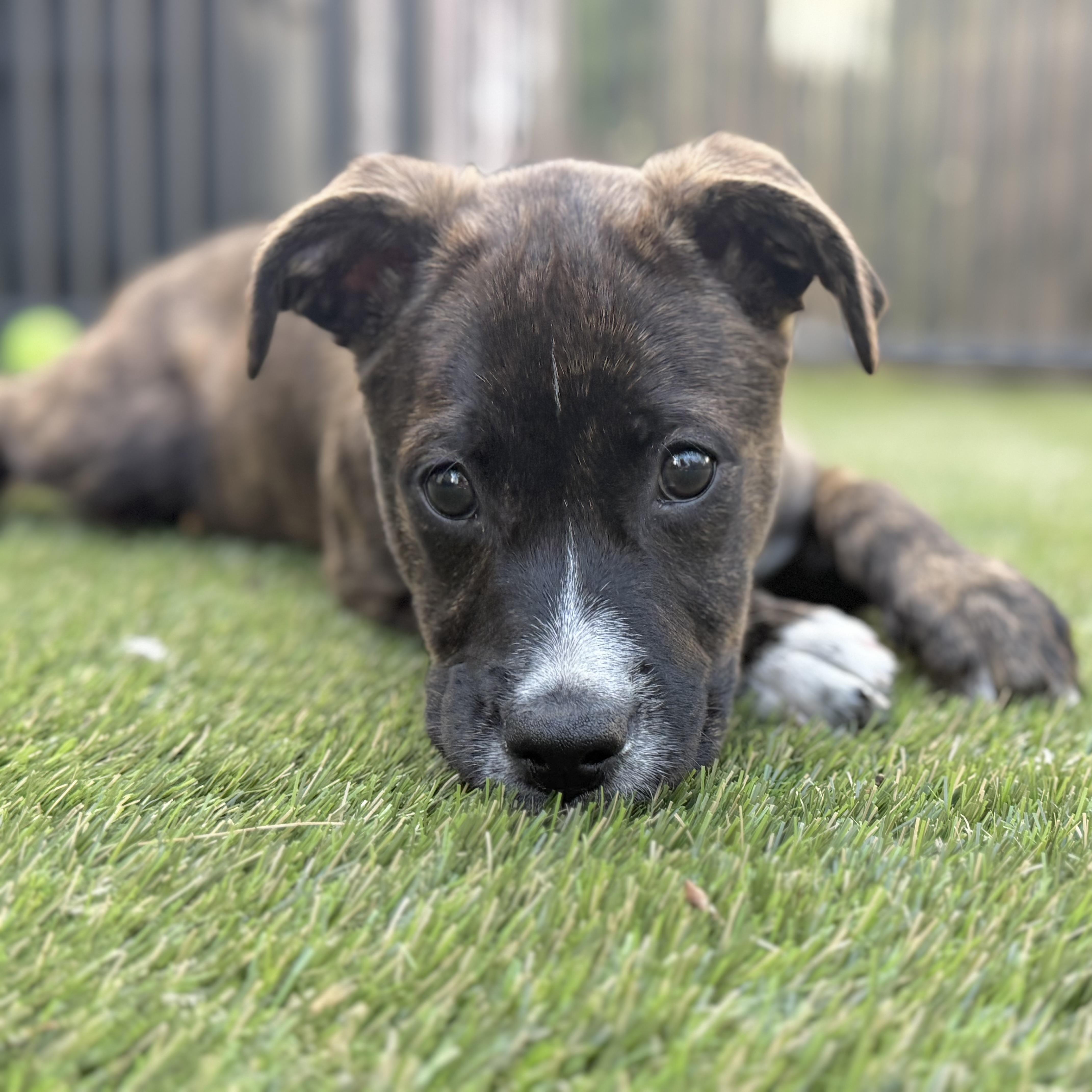 Laverne , a ADOPTABLE mixed breed in Hatfield, PA image 3/4