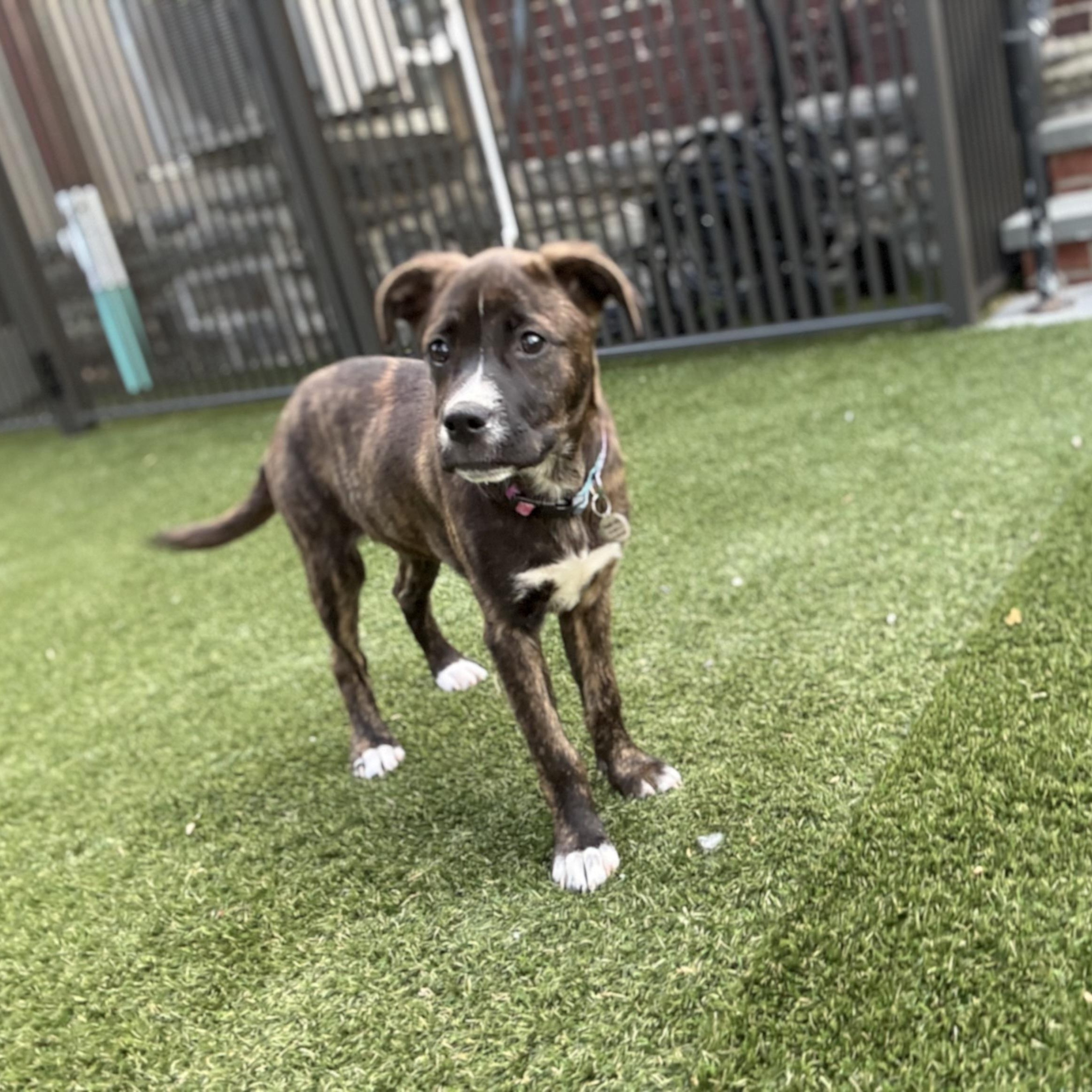 Laverne , a ADOPTABLE mixed breed in Hatfield, PA image 4/4