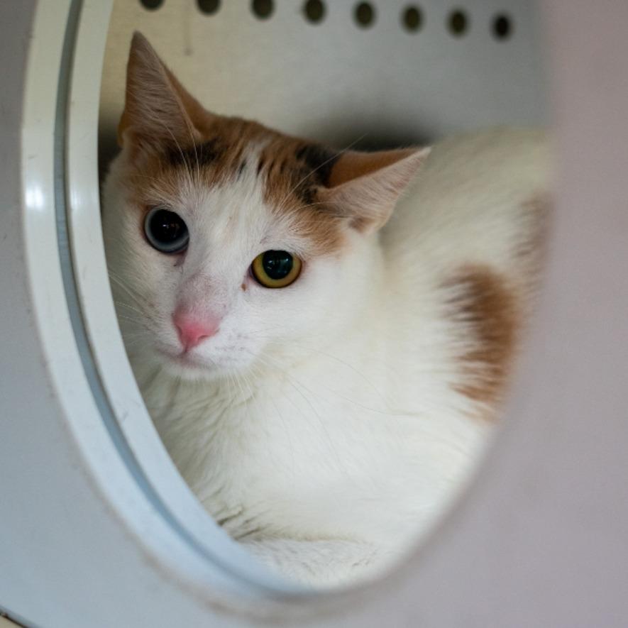 Enlarge Star, a Adoptable Domestic Short Hair in Denver, CO image 1/4