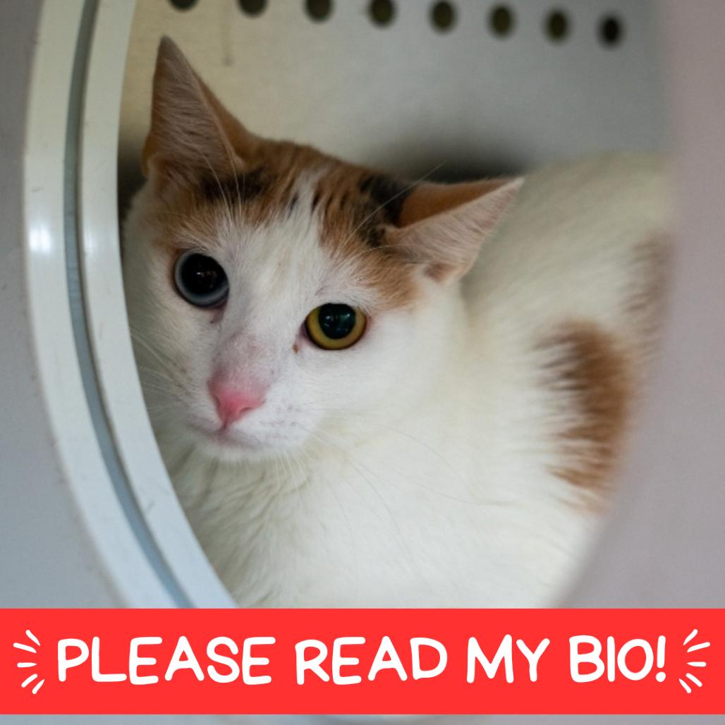 Enlarge Star, a Adoptable Domestic Short Hair in Denver, CO image 2/4