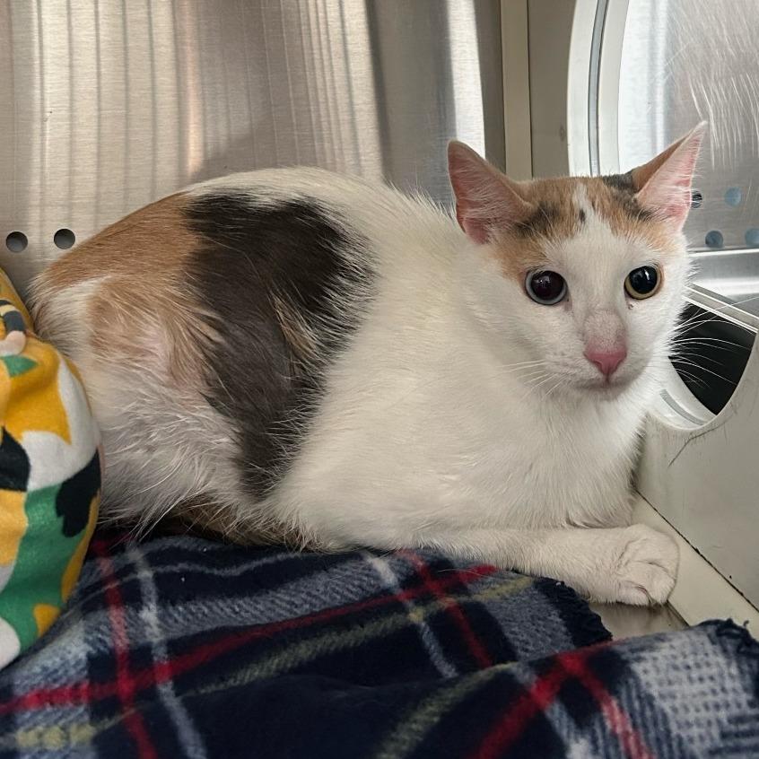 Enlarge Star, a Adoptable Domestic Short Hair in Denver, CO image 3/4