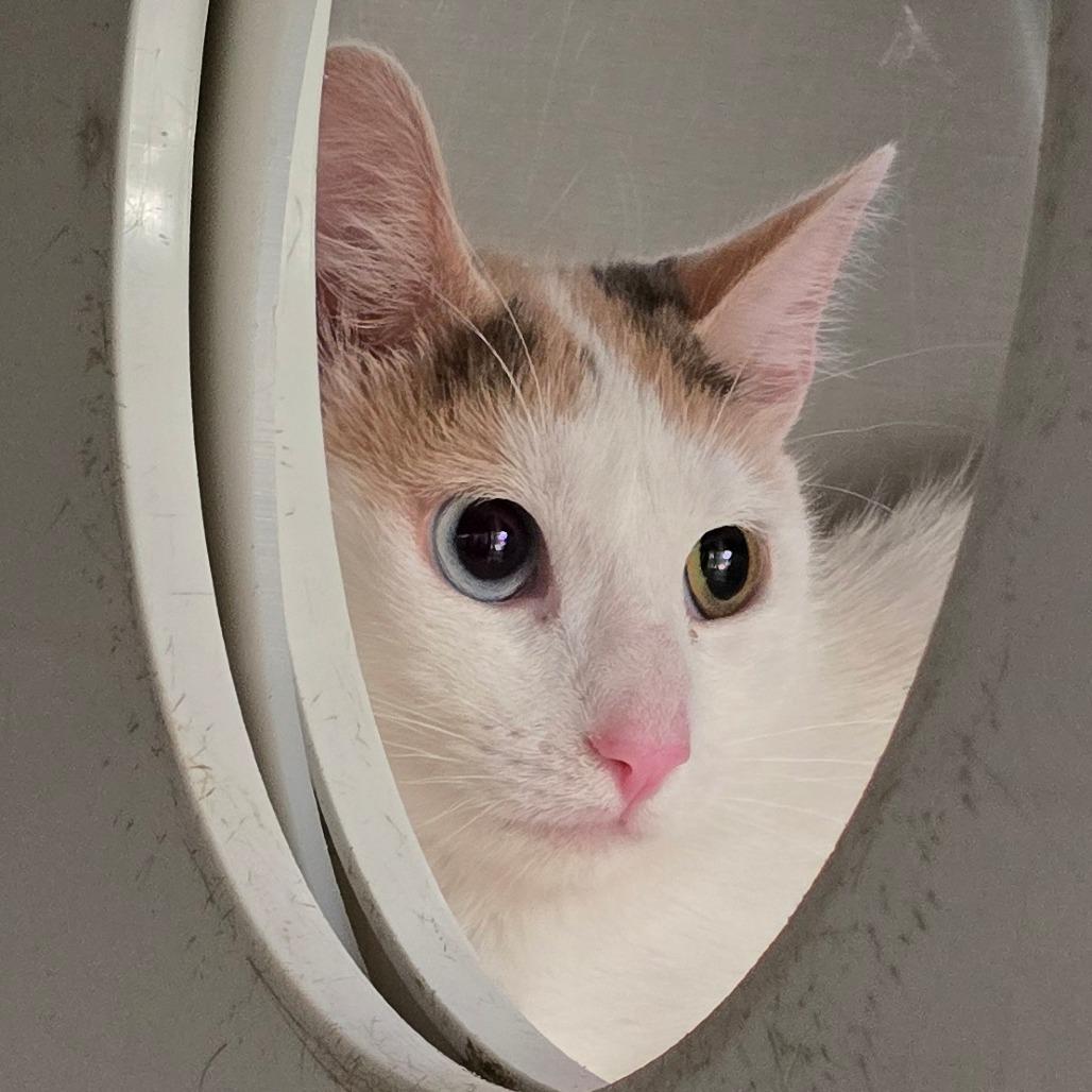 Enlarge Star, a Adoptable Domestic Short Hair in Denver, CO image 4/4