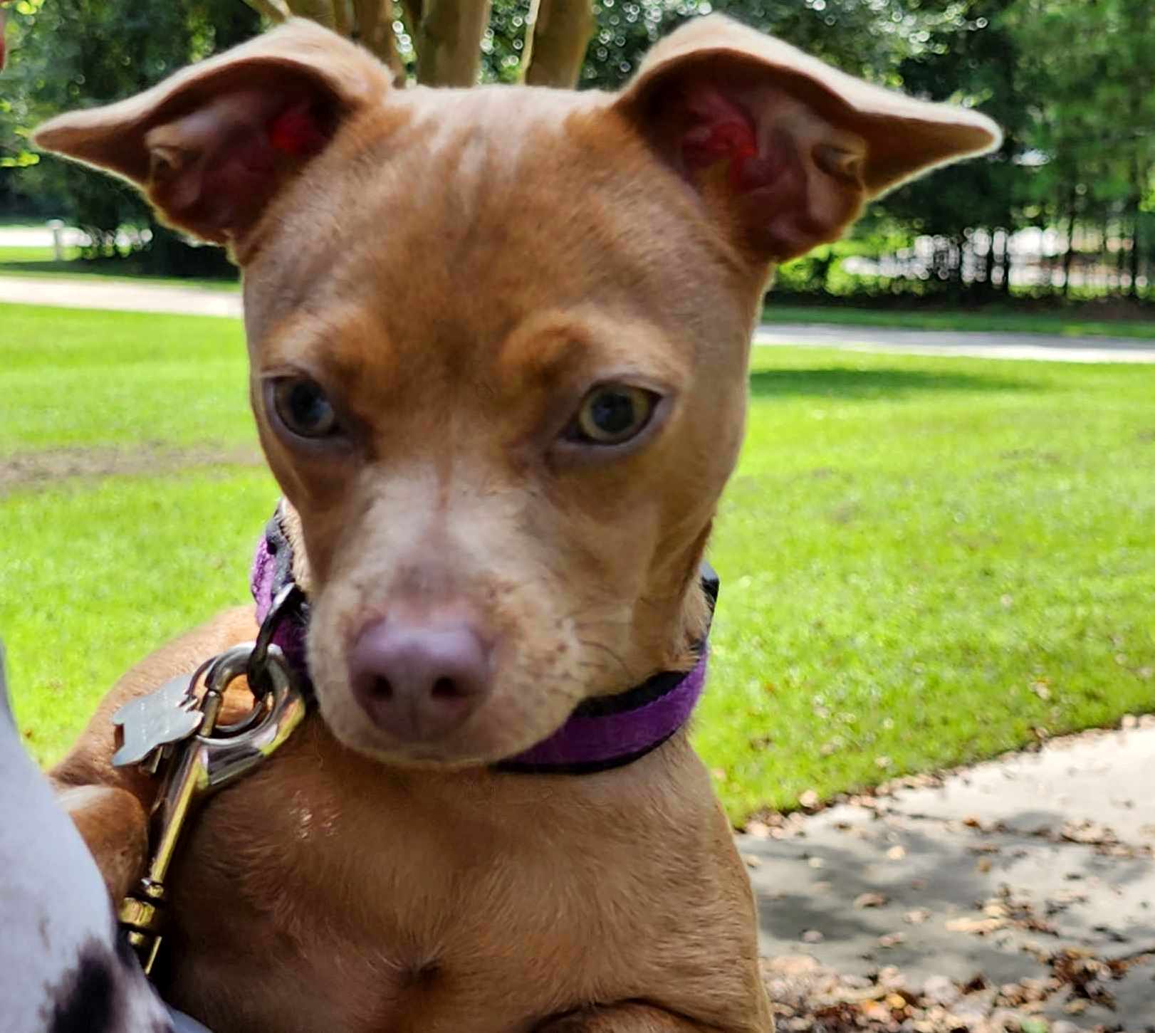 JellyBean, a Adopted mixed breed in Baytown, TX image 1/5